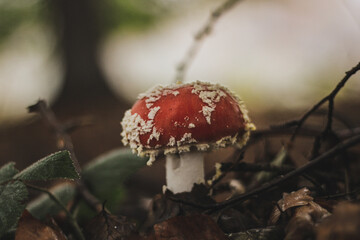 fly mushroom in forest amanita muscaria fly agaric autumn