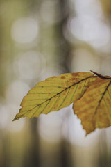 autumn leaves in the wind warm colours texture bokeh