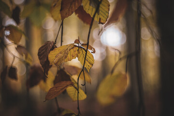 autumn leaves in the wind warm colours texture bokeh