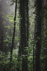 misty forest in the morning, fog in dark forest, mysterious, cold tones, moody