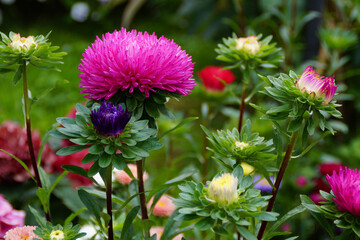 Obraz premium a gorgeous large bright pink aster called Callistephus Chinensis in the summer garden with other beautiful brightly coloured flowers, Ulm, Germany