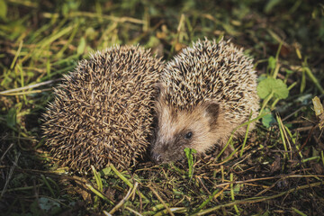 cute little baby hedgehogs in the grass