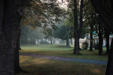 morning in the foggy park