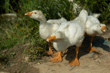 Goslings on pond. White birds. Goose farm. Rural life.