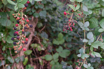 Obraz premium frutas del bosque