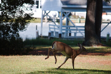 Young Baby White Tail Deer Running in the Field