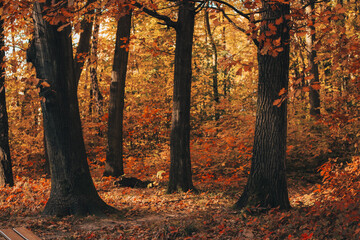 autumn in the park, warm colours, sunny afternoon during fall, path and trees