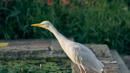 Garza buscando insectos en jardín público