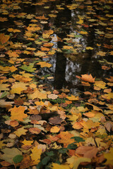 autumn leaves on the water, wallpaper, colours of fall, texture, colourful
