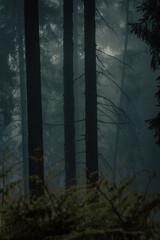nebliger Wald am Morgen, Nebel im dunklen Wald, geheimnisvoll, kalte Töne, launisch © Lucie