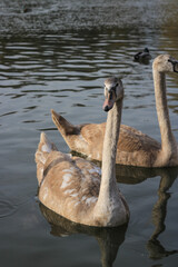 young swans on the lake with their parents, swanlings, cygnets, Cygnus olor, mute swan