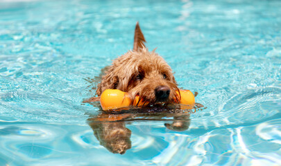 close up of Miniature golden doodle swimming in salt water pool playing fetch
