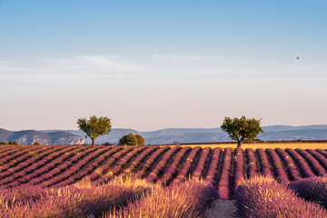 Lavendelfeld in der Provence mit Morgensonne, im Hintergrund ein paar einzelne Bäume und die Berge mit blauem Himmel.