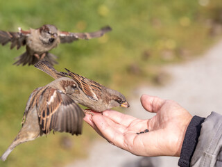 A woman feeds birds from the palm of her hand.