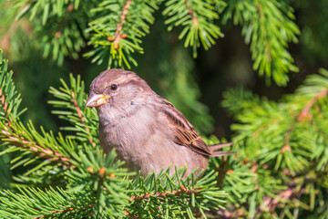 Sparrow sitting on a green branch in autumn. Sparrow with playful poise on branch in autumn or summer