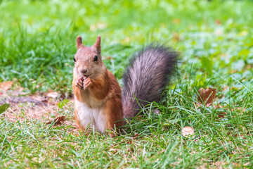 Autumn squirrel with nut sits on green grass with fallen yellow leaves