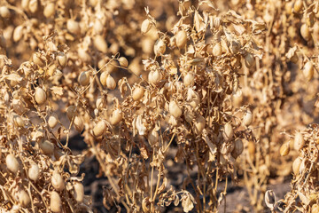 Dried Chick pea pods ready for harvest.