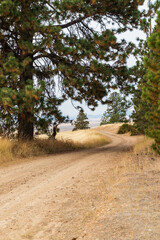 Pine trees on a country road in the Palouse hills.