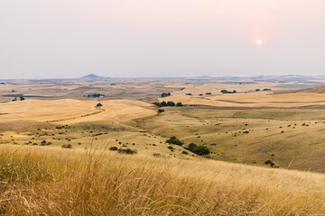 Fototapeta na wymiar Fields of wheat in the Palouse hills.