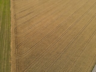 Aerial view of a ripe wheat field with lanes in july 