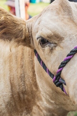 Steer being shown at a country fair.