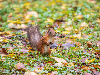 Naklejka na ściany i meble Autumn Squirrel standing on its hind legs on on green grass with fallen yellow leaves