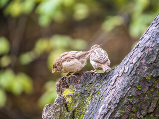 Sparrow sitting on a green branch in autumn. Sparrow with playful poise on branch in autumn or summer