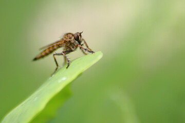 Robber fly on leaf