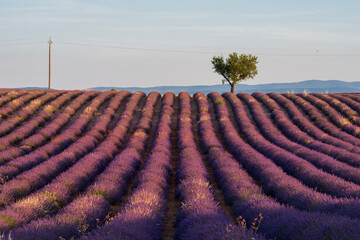 Lavendelfeld in der Morgensonne mit einem einzelnen Baum, Stromleitungen und den Bergen im Hintergrund in der Provence