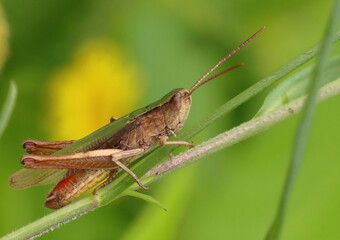 Grasshopper on a leaf