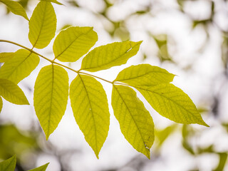 Yellow autumn leaves of Juglans mandshurica, Manchurian walnut. Autumn leaf color