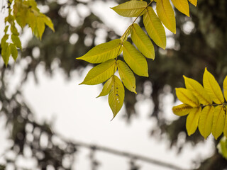 Yellow autumn leaves of Juglans mandshurica, Manchurian walnut. Autumn leaf color