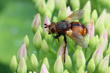 Fy on leaf