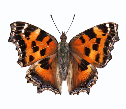 beautiful butterfly Nymphalis xanthomelas, scarce tortoiseshel