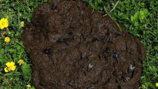 Cow Manure Pile on a Meadow Full of Insects Close Up - Julian Alps Slovenia