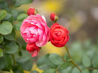 Beautiful red garden rose flower on a green blurred background