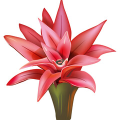 Red Bromeliad flower