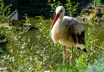A stork stands on the shore of a lake on a summer day