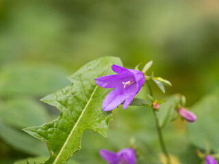 Campanula rapunculoides, creeping bellflower, or rampion bellflower