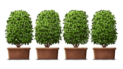 Set of four pots with ficus type plants isolated on empty background. Digital illustration