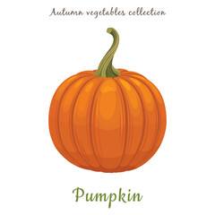 Vector illustration with pumpkin