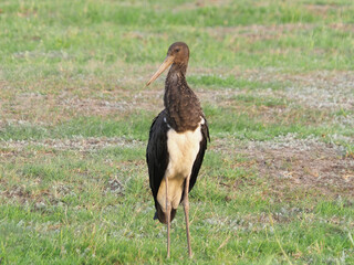 Young black stork bird on a meadow

