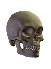 Obraz premium human skull isolated on white