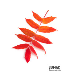 Bright orange autumn sumac leaves isolated on white