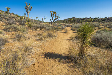 hiking the lost horse mine trail in joshua tree national park, usa