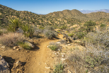 hiking the west side loop trail in black rock canyon, joshua tree national park, usa