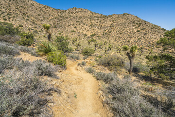 hiking the west side loop trail in black rock canyon, joshua tree national park, usa