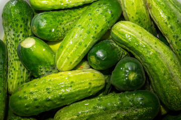 Pickled cucumbers in brine