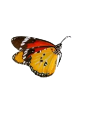 Fototapete Rund Macro shots, Beautiful nature scene. Closeup beautiful butterfly sitting on the flower in a summer garden. © blackdiamond67