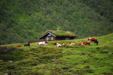 Cows graze on a pasture in the mountains, in the background a mountain cottage and mountains. Norway, Scandinavia.